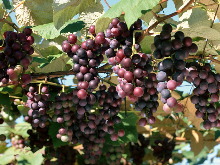 1561882861998552.jpg 綠光農(nóng)場--瓜果采摘區(qū)