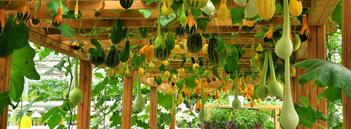 團(tuán)建好去處 綠光農(nóng)場--瓜果長廊