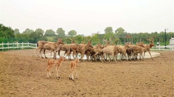 1561883354398818.jpg 綠光農(nóng)場--麋鹿園