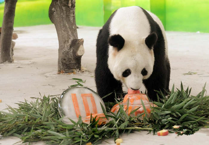 1562320017451833.jpg 太湖濕地公園-熊貓廣場(chǎng)