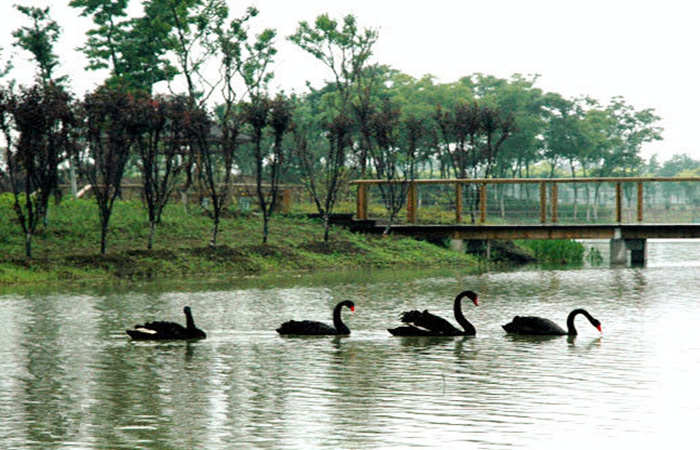 1562320298603994.jpg 蘇州公園--天鵝湖