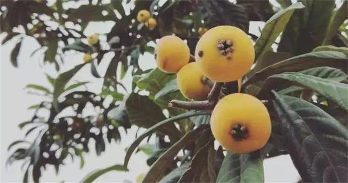 ��ɽˮ����ժ-����