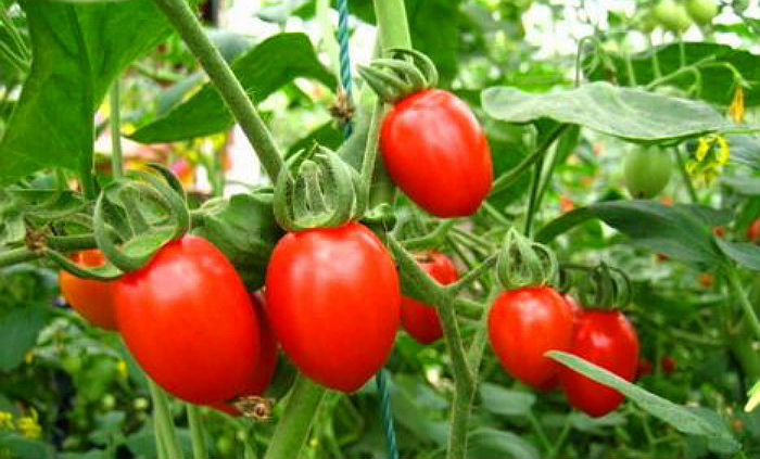 ��ɽ�uС���Ѳ�ժ