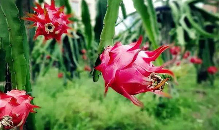 �K�ݻ�������ժ