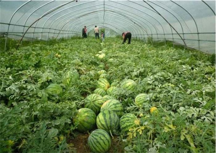 ̫����ɽ�u���ϲ�ժ