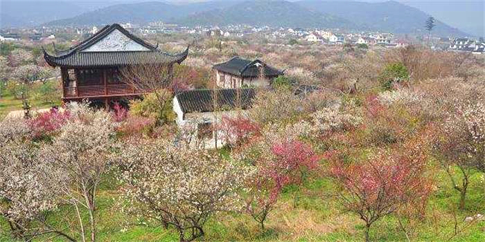 西山梅花節(jié) 太湖賞梅