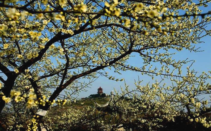 林屋洞賞梅 太湖西山島梅花節(jié)