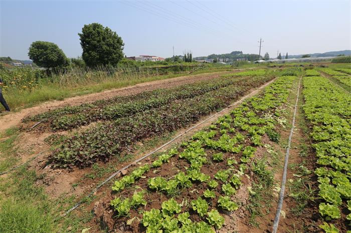 有機蔬菜 蔬菜預定