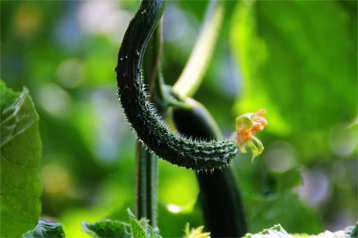 1562979931120334.jpg 太湖有機蔬菜采摘