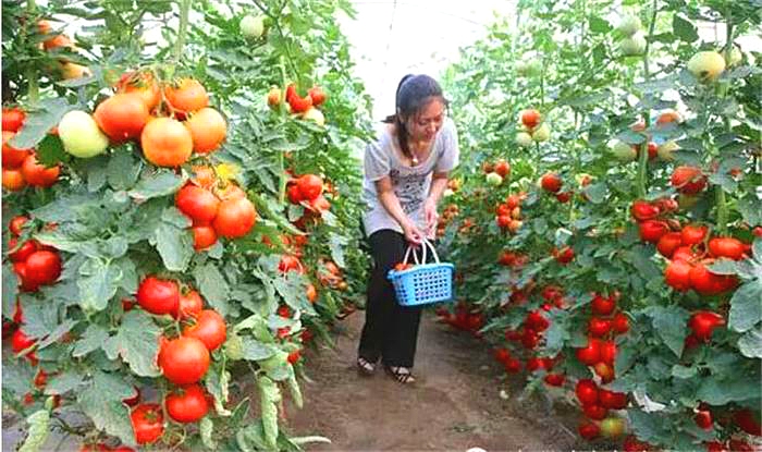 親子采摘 timg (1.jpg