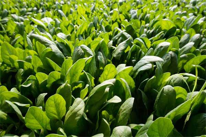 1562980046638333.jpg 太湖西山島旅游