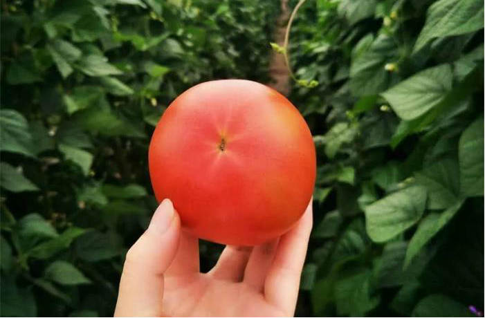 有機蔬菜農場 a00b57.jpg