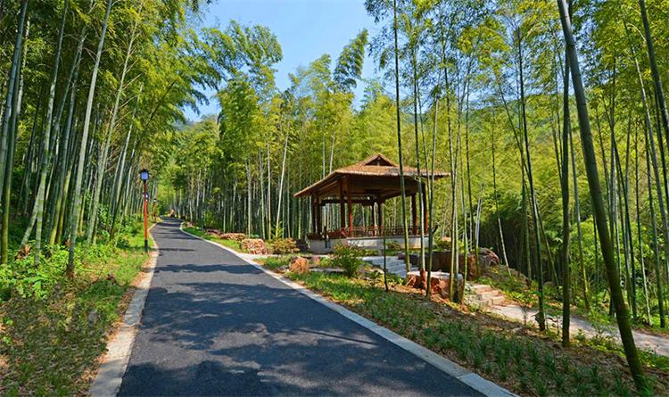 竹林 穹窿山竹林