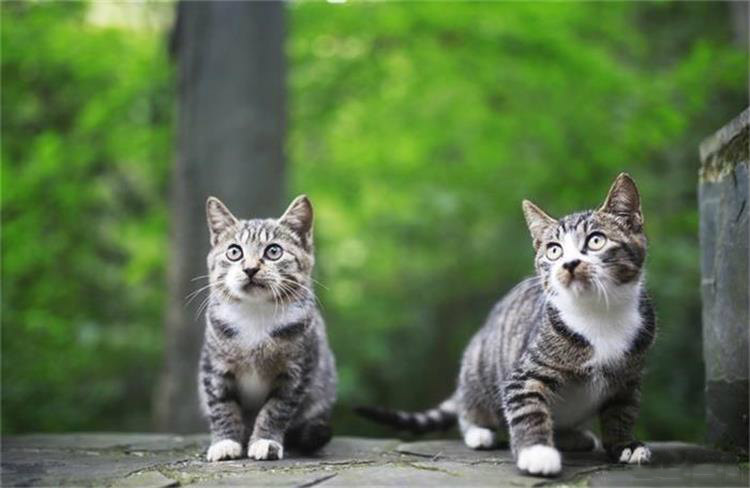 貓 穹窿山野生動物