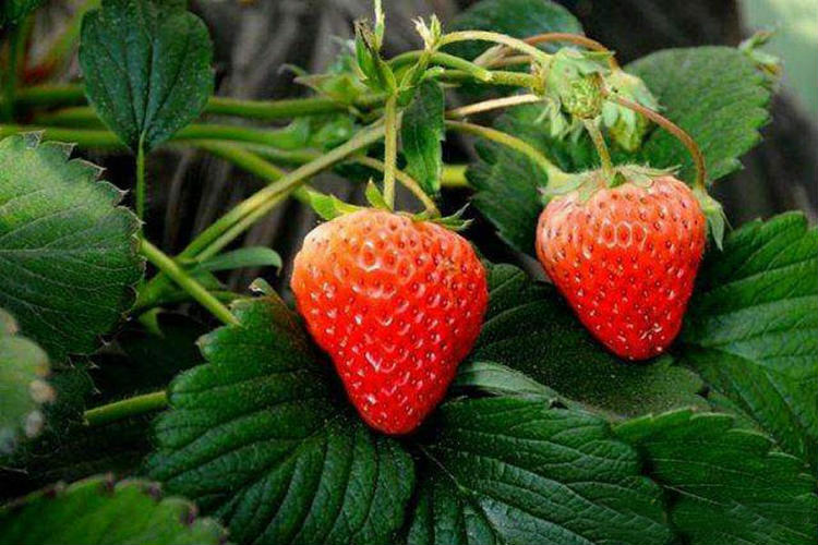 西山草莓采摘 太湖草莓采摘