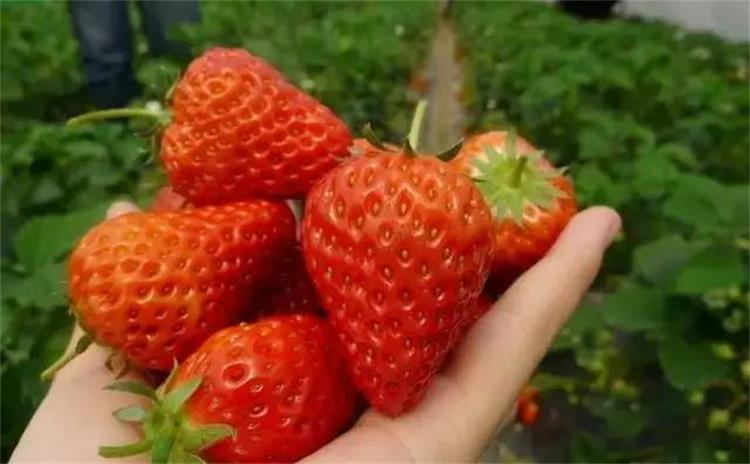 農(nóng)林大世界草莓 草莓采摘體驗