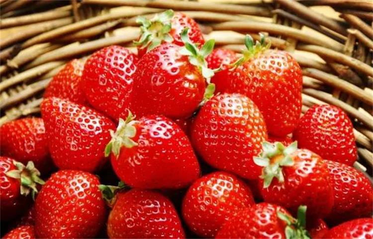 春游草莓采摘 草莓采摘