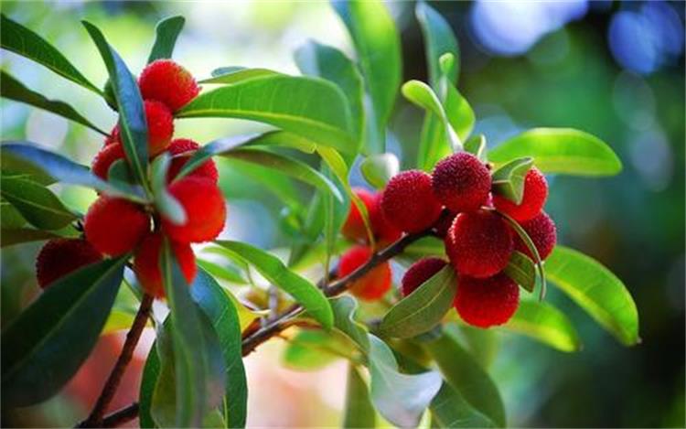 太湖楊梅 楊梅采摘