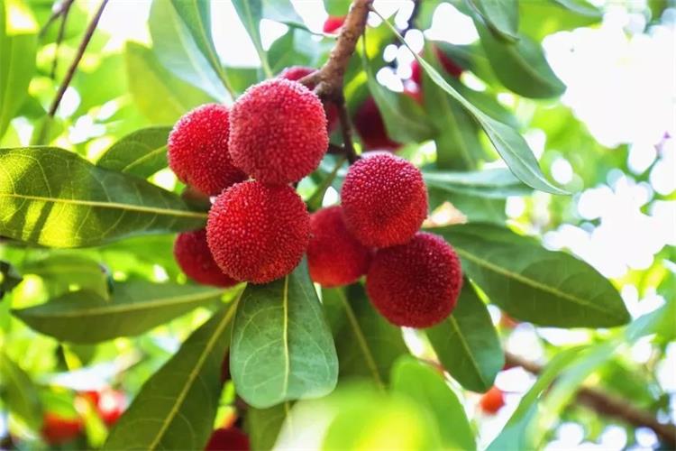 水果采摘 西山島水果采摘