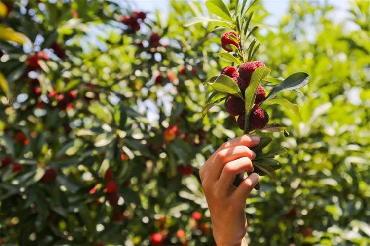 楊梅采摘 timg (1).jpg