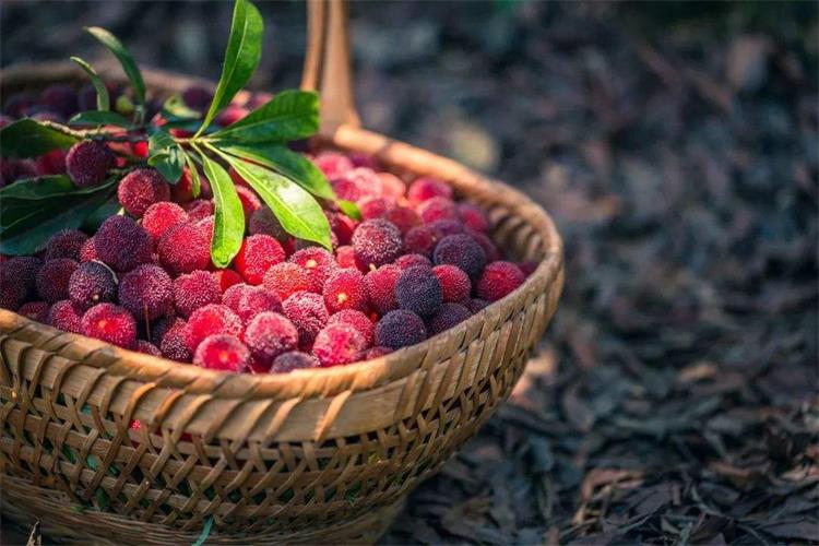 西山楊梅 太湖西山楊梅