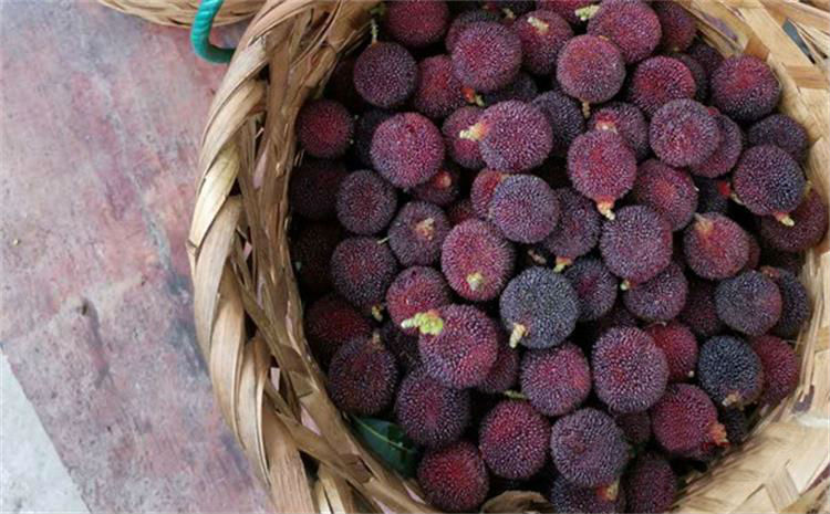 太湖西山島水果 15598788623924253.jpg