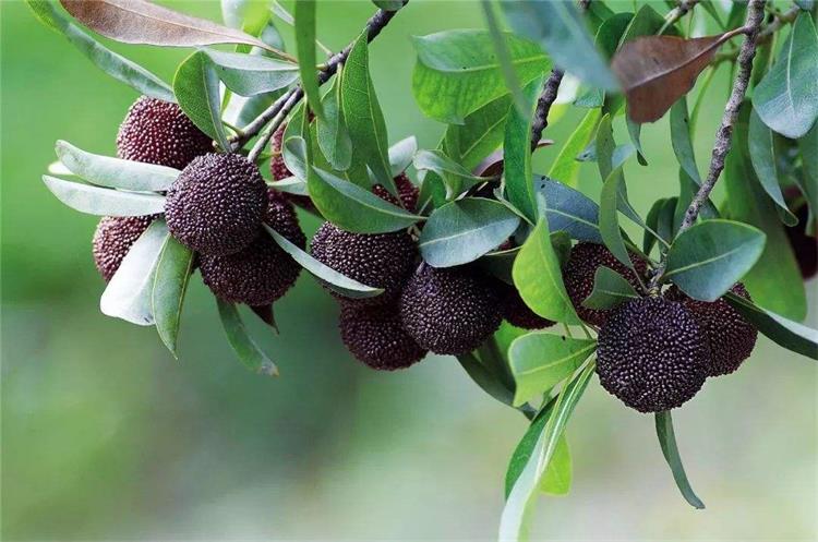 采摘楊梅體驗(yàn) timg.jpg