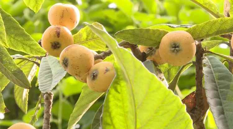 枇杷采摘 太湖枇杷