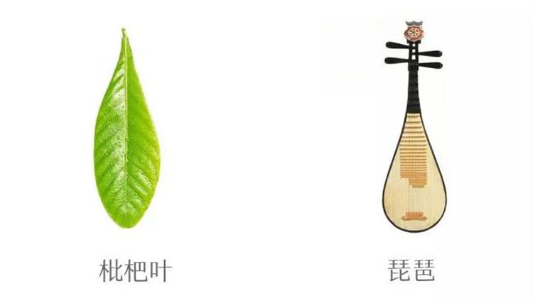 西山枇杷 太湖西山枇杷采摘