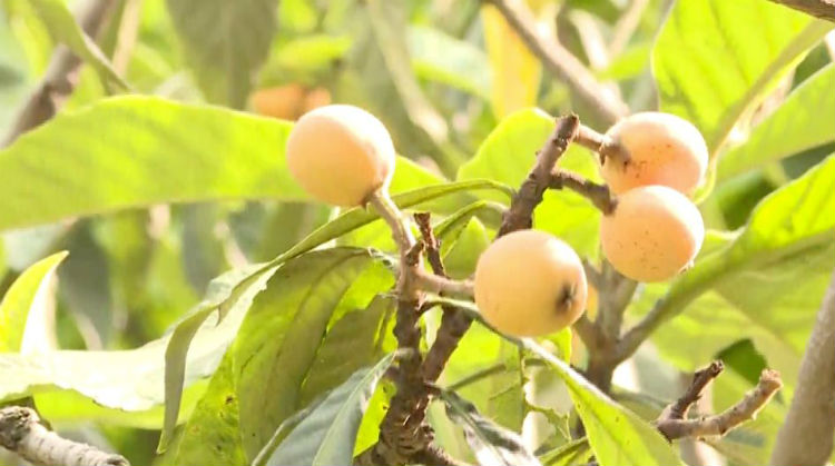 蘇州太湖枇杷 4.jpg