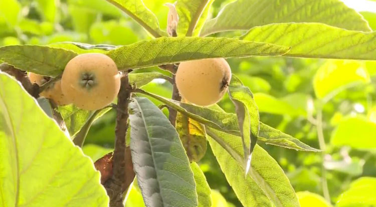 枇杷采摘活動 5.jpg