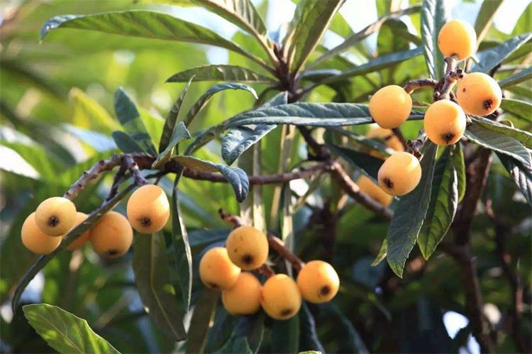 枇杷采摘活動安排 timg (1).jpg