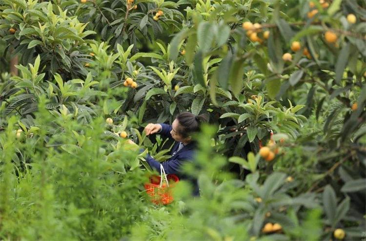 太湖采摘活動 timg.jpg