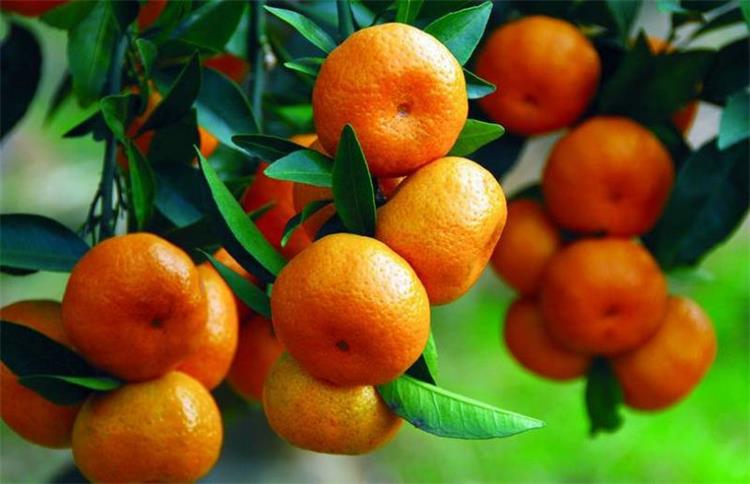 太湖橘子 橘子采摘