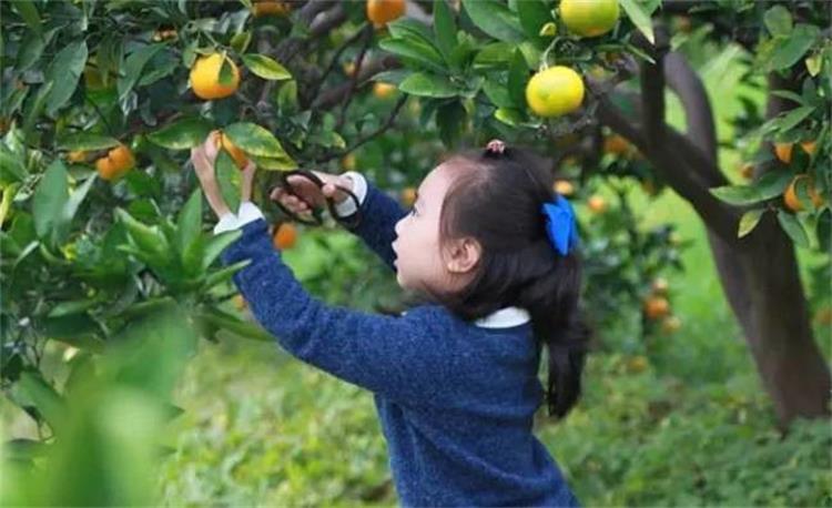 西山橘子 太湖西山島