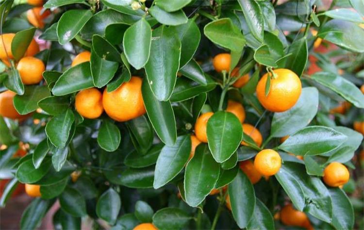 西山島橘子采摘 水果采摘