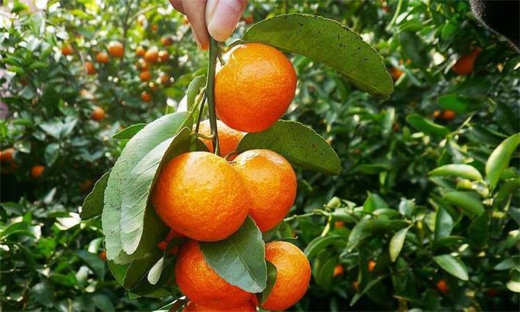 橘子采摘 采摘體驗