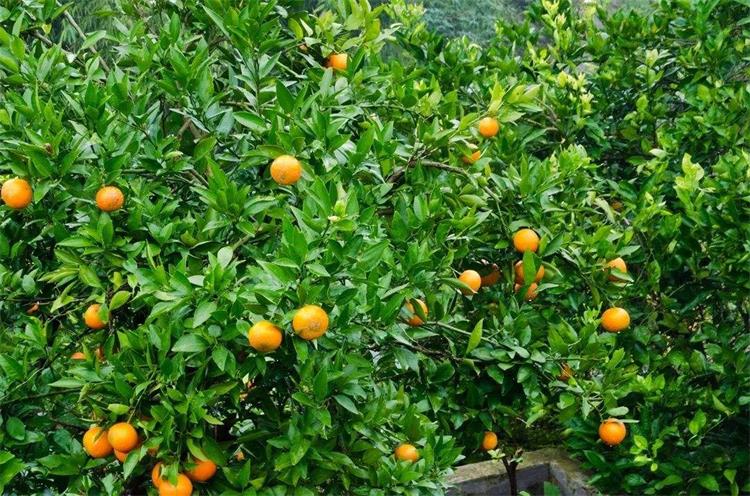 金庭西山 timg (1).jpg