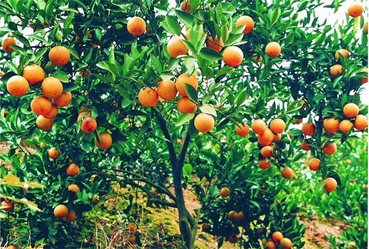 太湖度假水果采摘 橘子采摘體驗