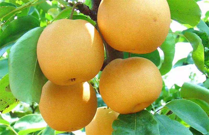 翠冠梨 太湖翠冠梨