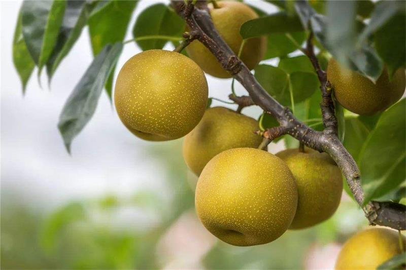 翠冠梨采摘 翠冠梨采摘