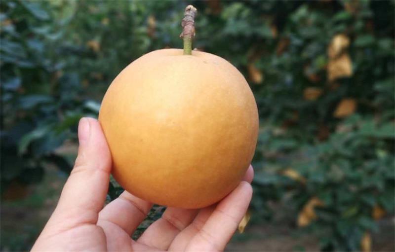 西山翠冠梨 太湖翠冠梨