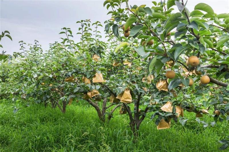 太湖翠冠梨 翠冠梨采摘