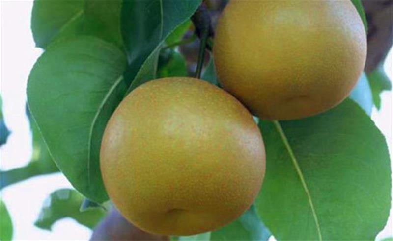 1582199145123496.jpg 1.jpg