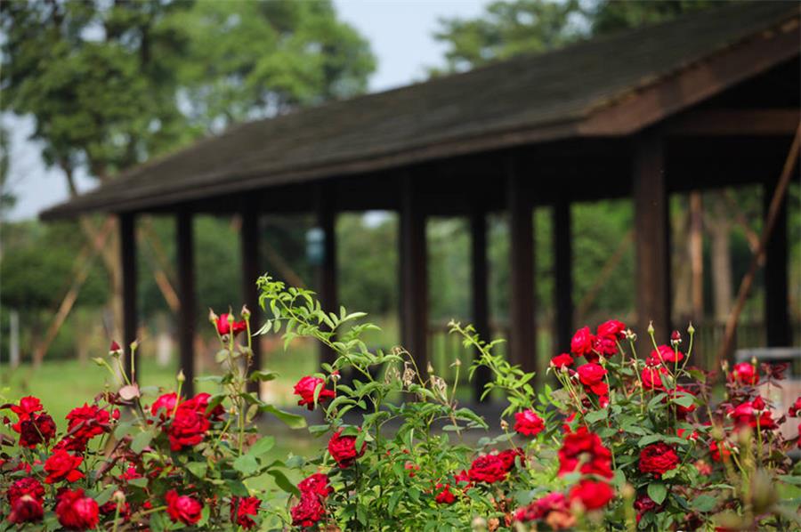 盛澤月季園拓展基地 盛澤月季園拓展基地