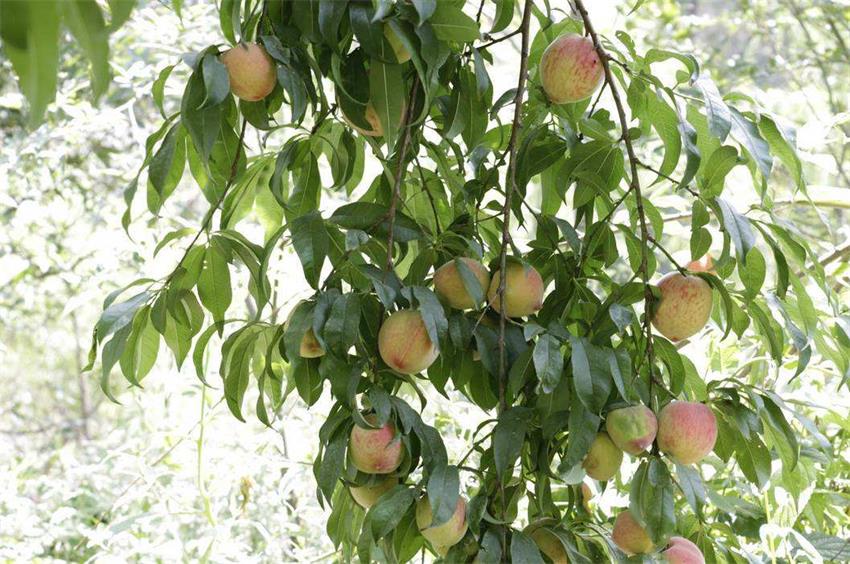 金滿(mǎn)庭農(nóng)莊 金滿(mǎn)庭農(nóng)莊