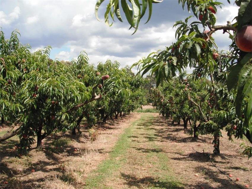 水蜜桃采摘 水蜜桃采摘
