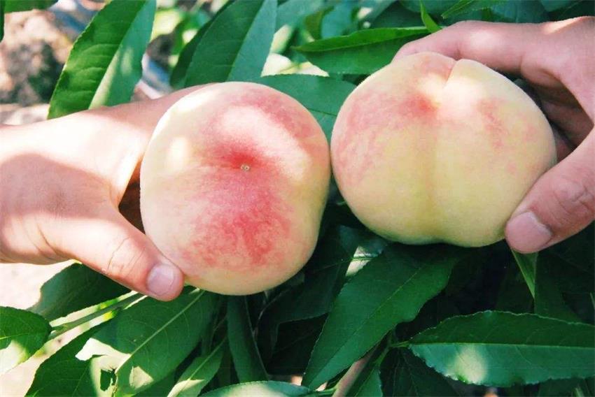 水蜜桃采摘 水蜜桃采摘