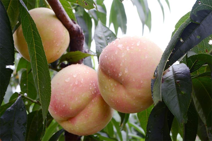 水蜜桃采摘 水蜜桃采摘