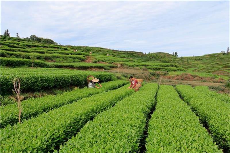 采茶體驗 太湖采茶體驗
